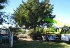 Greater Melbournetree-management-services-4.JPG; ?>